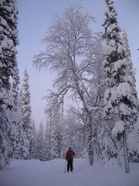 Hyvä on hiihtäjän hiihdellä... Ylläksellä!
Copyright © 2008 H-M Helkkala.