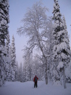 Hyvä on hiihtäjän hiihdellä... Ylläksellä!
Copyright © 2008 H-M Helkkala.

